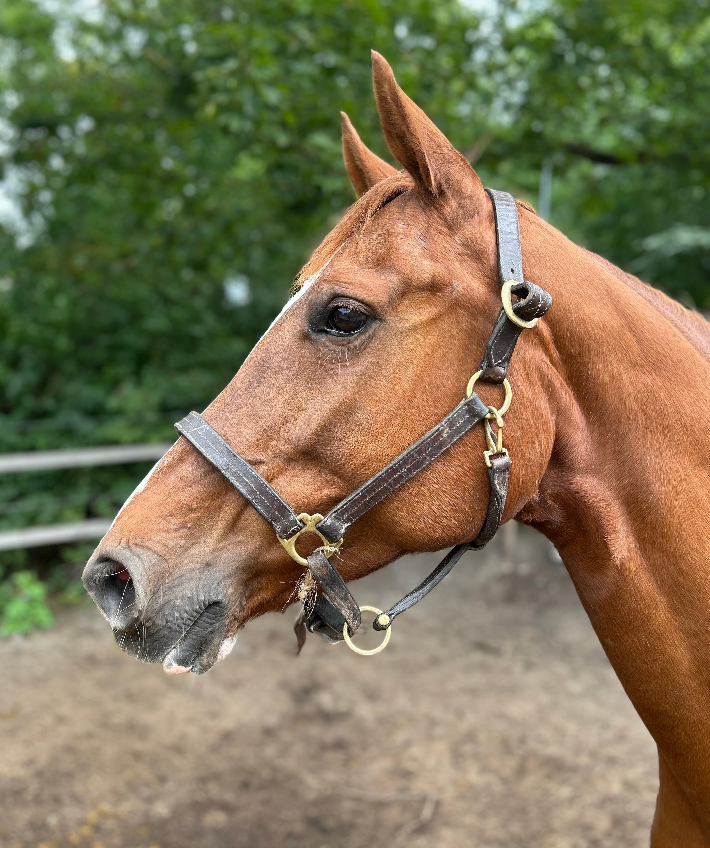 Frasse Hopp