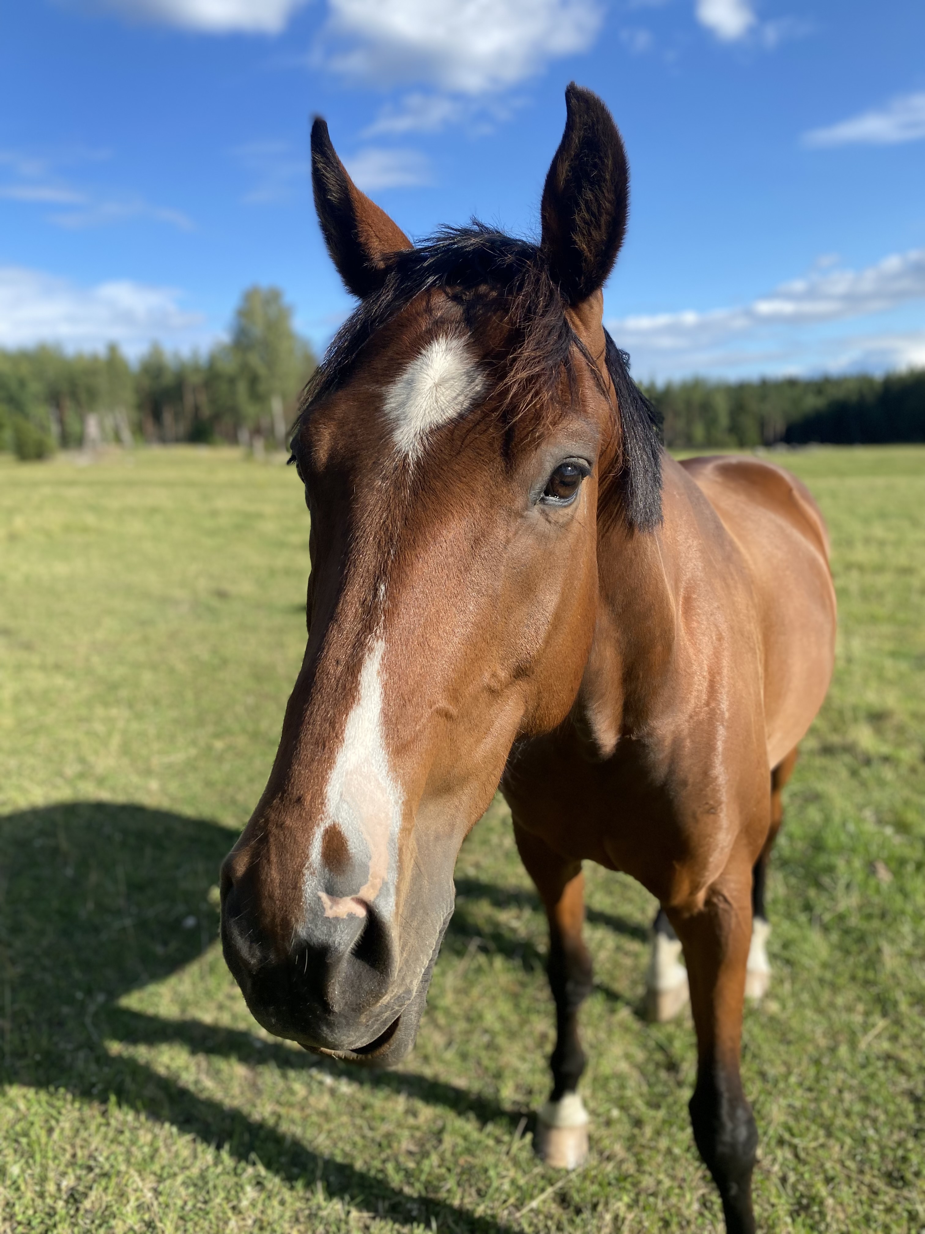 Frasse Dressyr