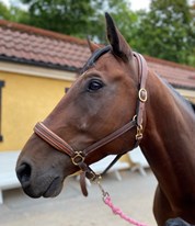 Contino