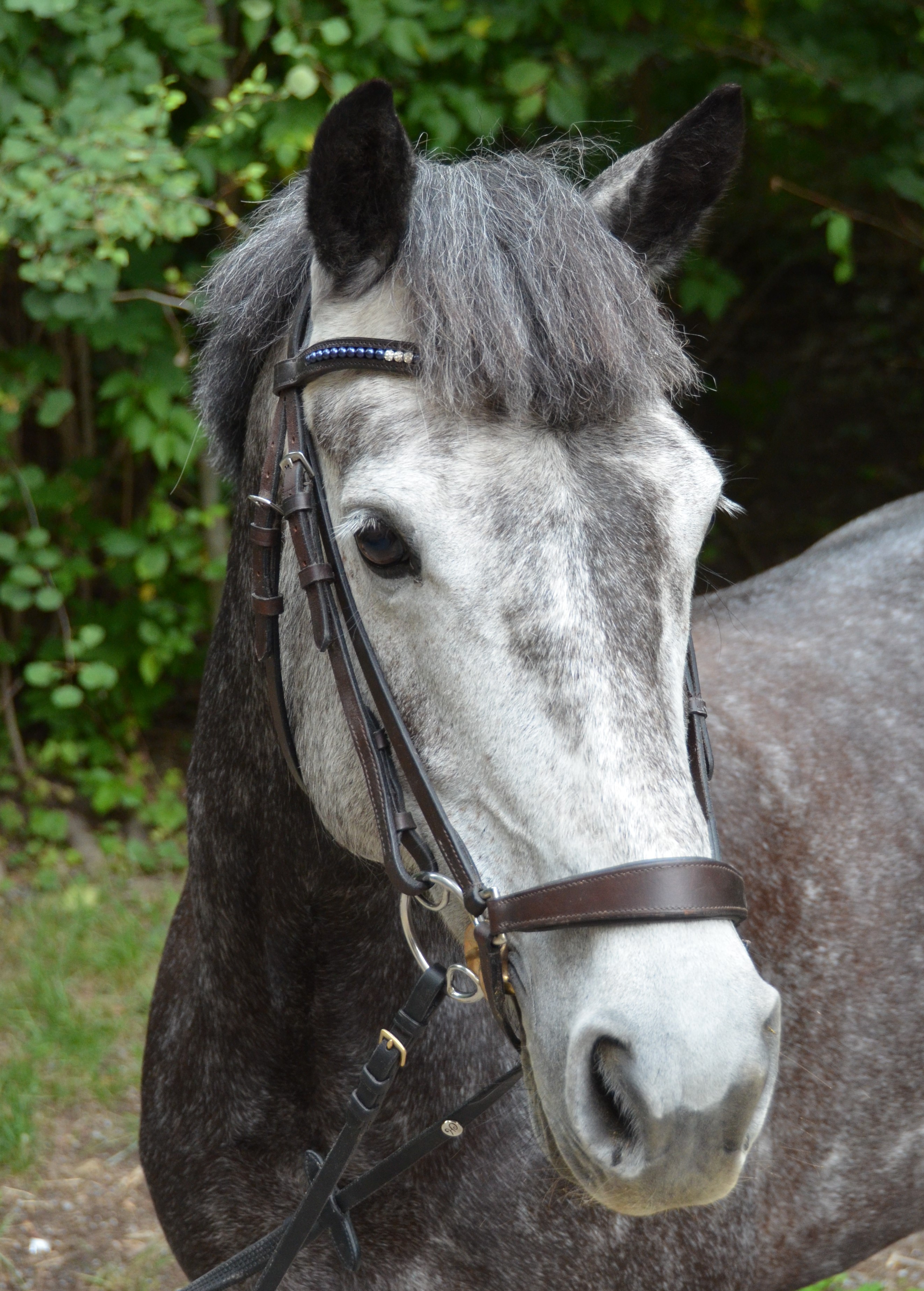 Rossie from Corribprince
