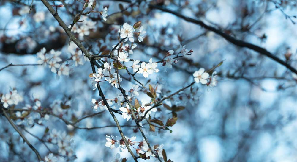 Närbild på träd som blommar