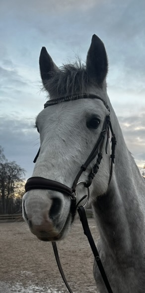 Attyrory Noel