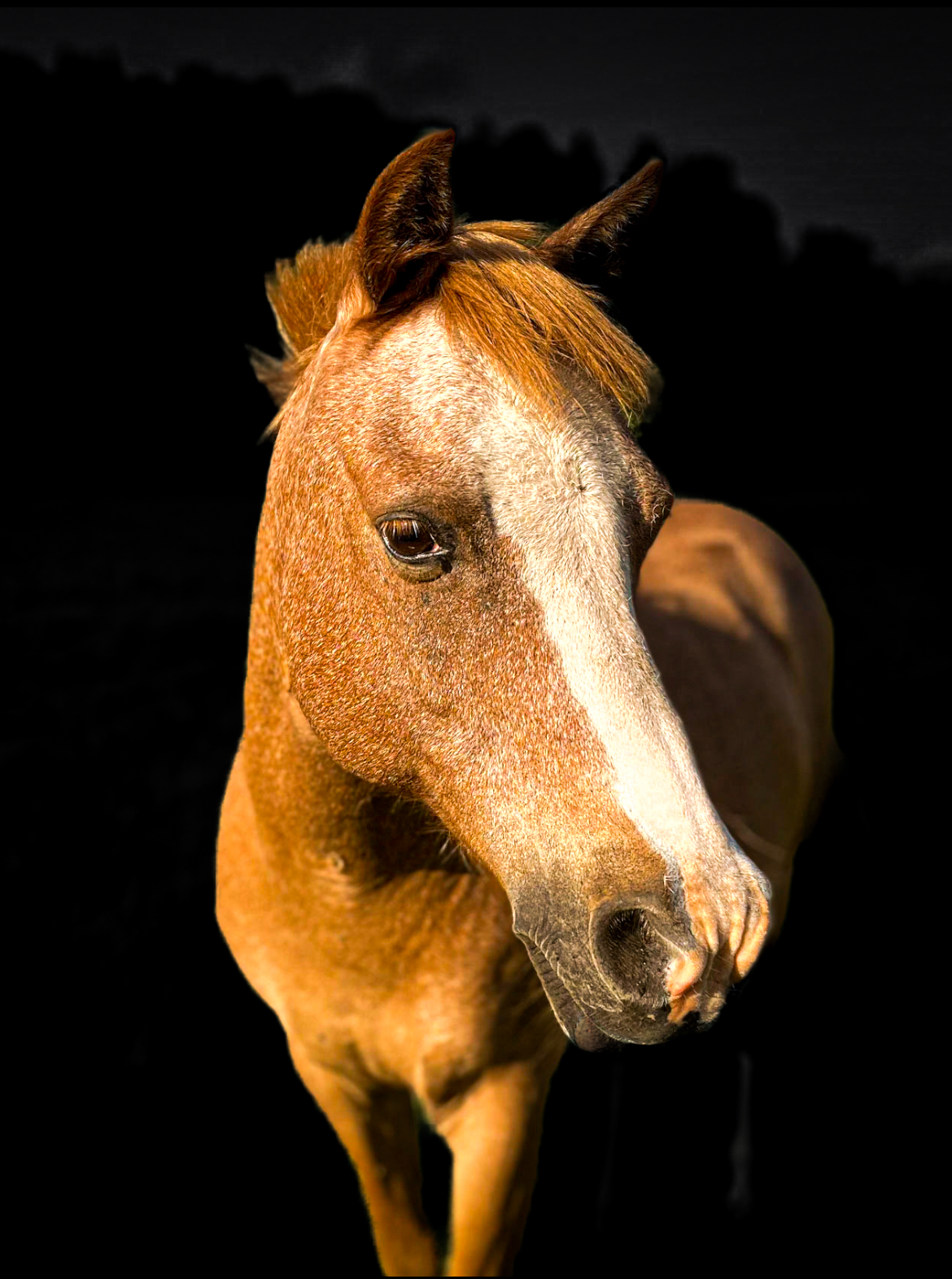 Tamino II