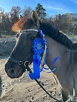 Mustang Rocky